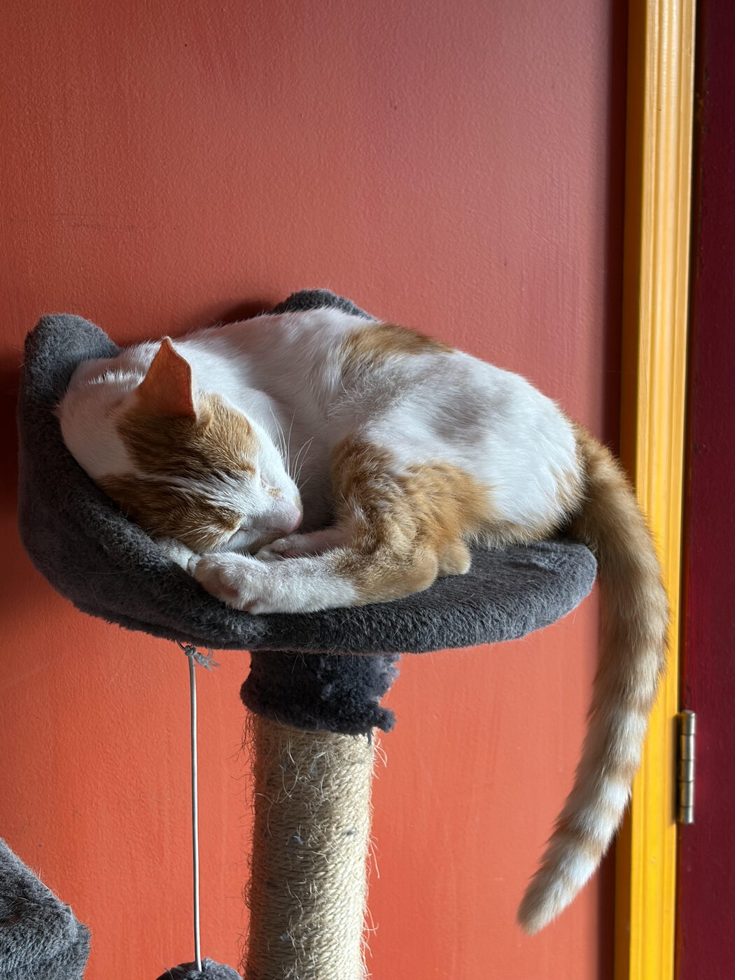 Pumpkin the cat asleep atop the tower